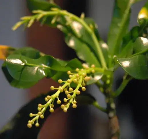 Jak kwitnie kroton i dlaczego to zjawisko jest tak rzadkie?