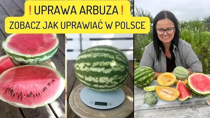 Uprawa arbuzów w gruncie: Poradnik krok po kroku do własnych owoców