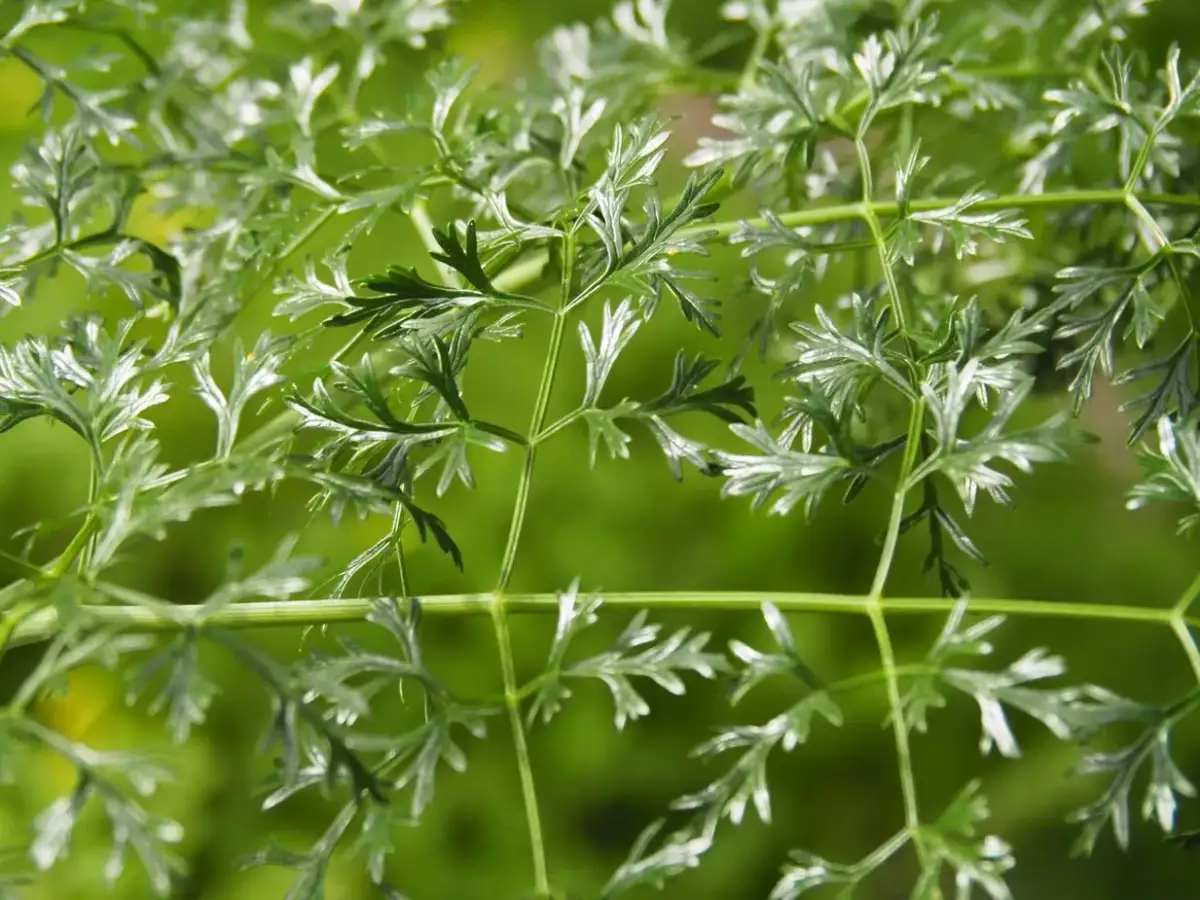 Pietruszka czy Trujący Chwast? Jak Od Różnić Bezpiecznie?