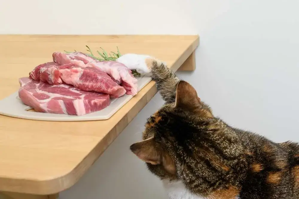 Wieprzowina dla kota: Bezpieczeństwo, ryzyko i zasady podawania