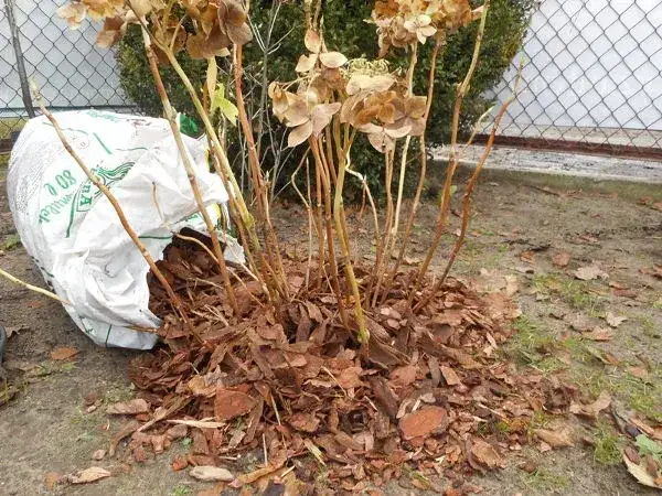 Jak przechować hortensje ogrodową w donicy przez zimę, aby przetrwały