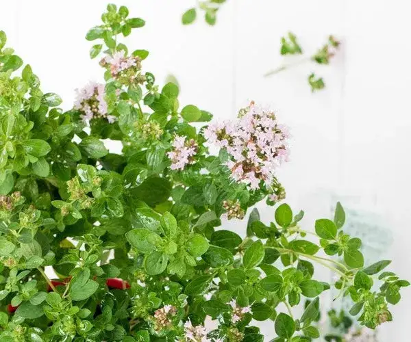 Jak siać majeranek, aby uzyskać bujne i zdrowe rośliny?