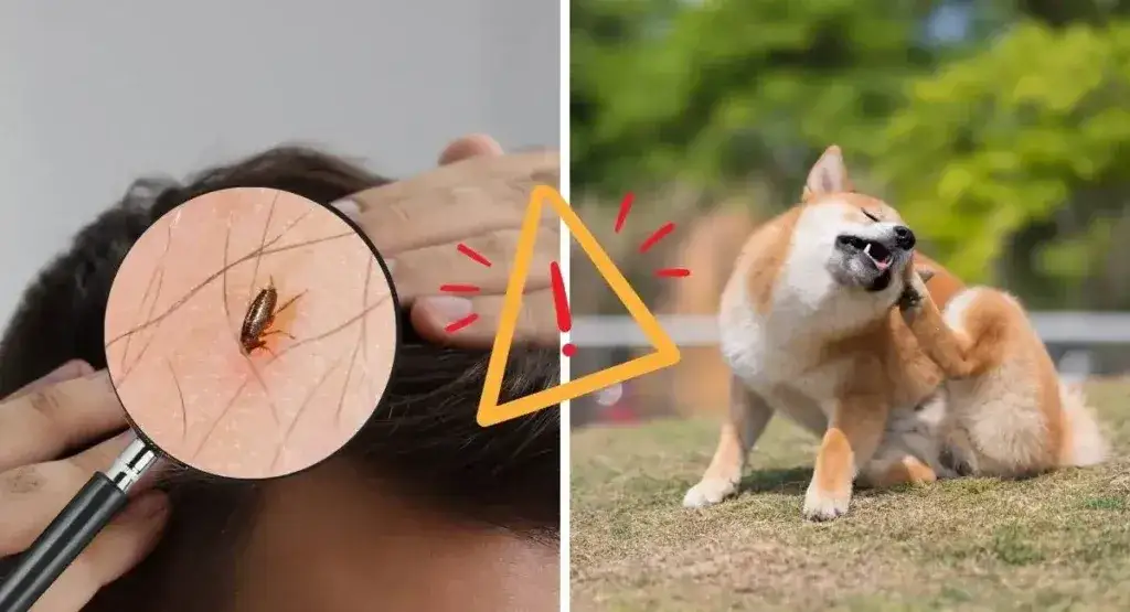 Jak wytepić pchły z mieszkania - skuteczne metody i porady