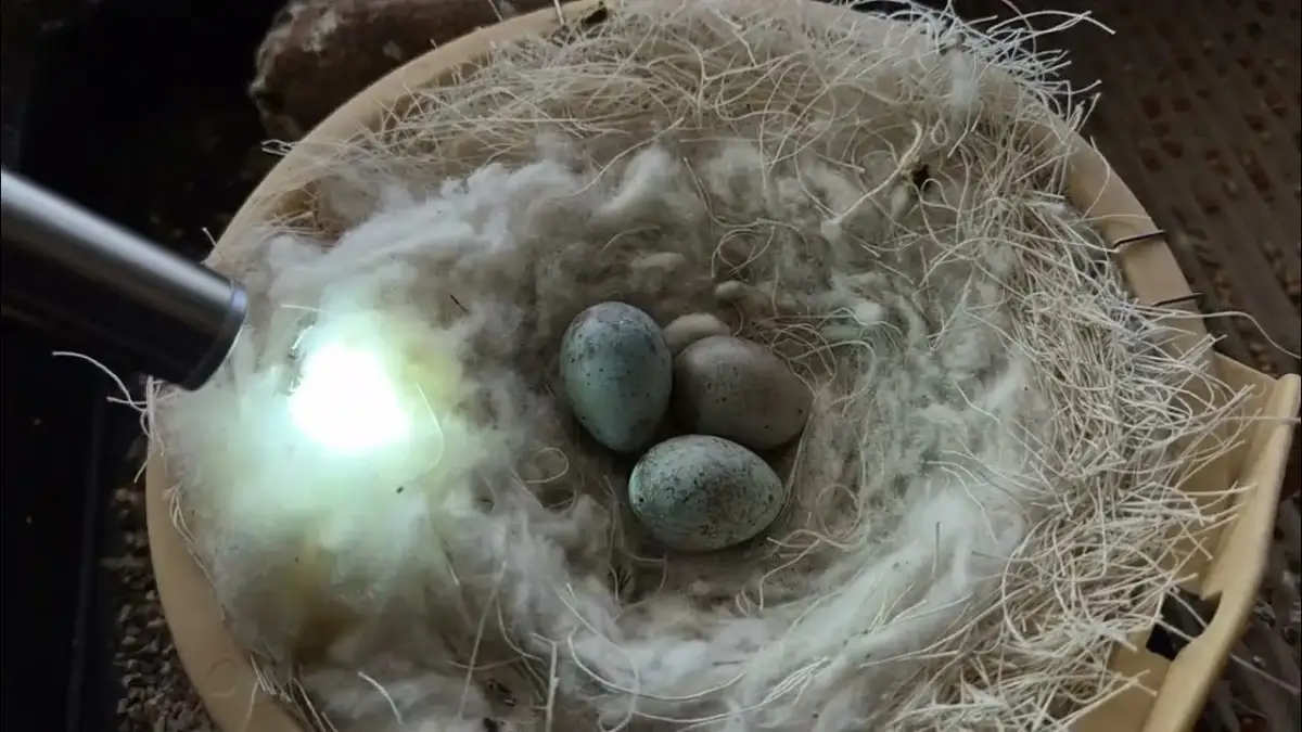 Ile kanarek siedzi na jajkach? Poznaj ważne informacje o inkubacji