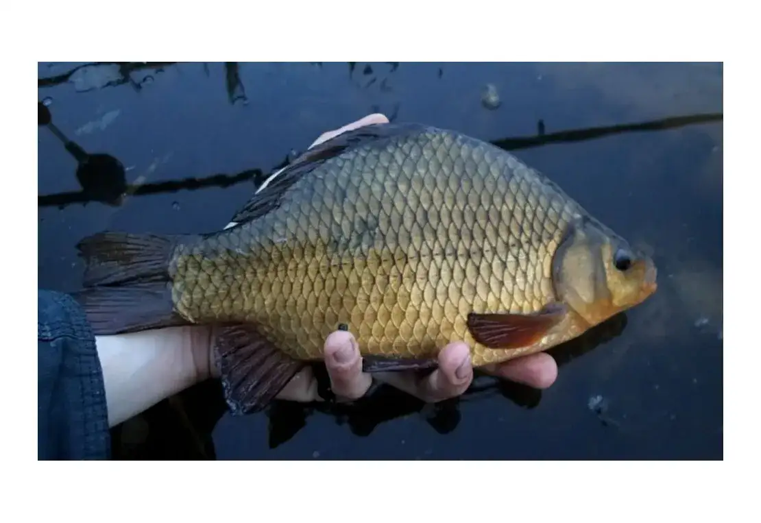 Spławik na karasia: Jak wybrać czuły sygnalizator na medalowego?