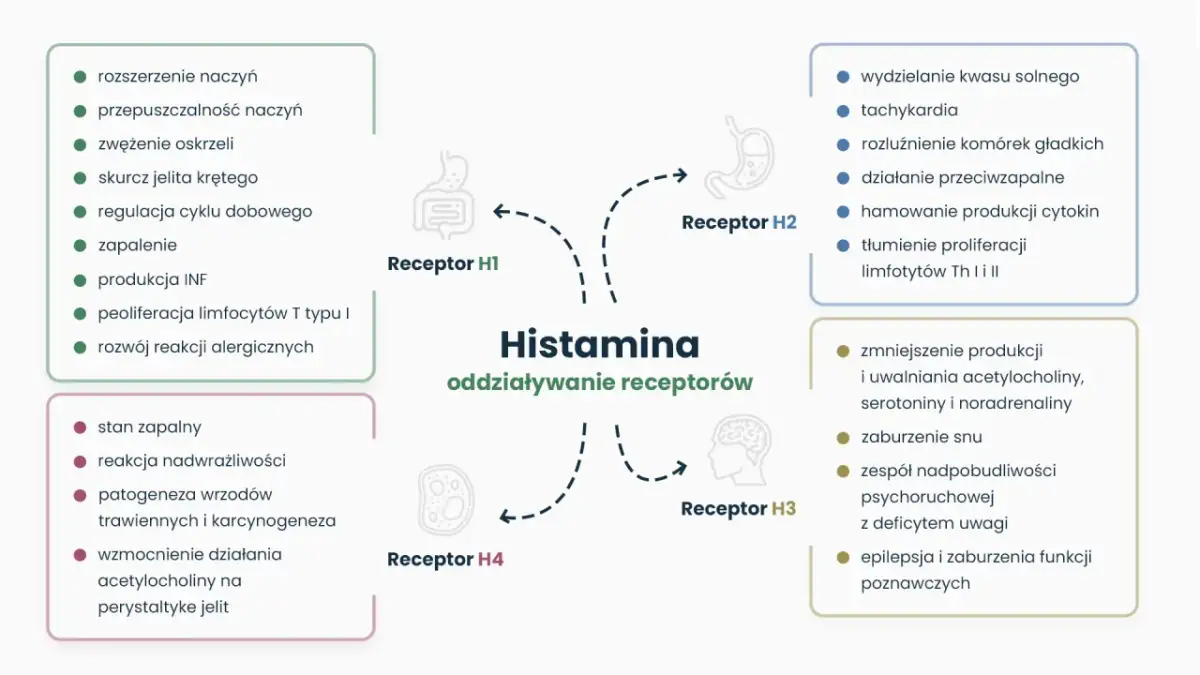 Histamina: co to jest? Wykres pokazuje jej oddziaływanie na receptory H1-H4, wpływając na naczynia, oskrzela, żołądek, mózg i inne funkcje.