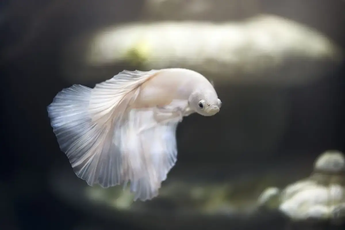 Idealne imię dla rybki? Odkryj setki inspiracji!