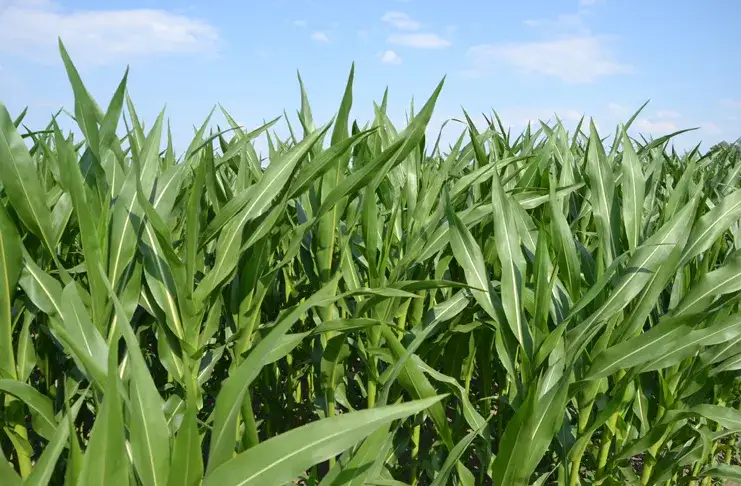 Czy kukurydza to zboże? Odkryj jej prawdziwą klasyfikację