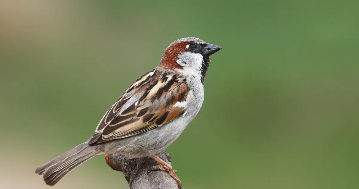 Gdzie wróble śpią w nocy? Poznaj ich sekrety i strategie