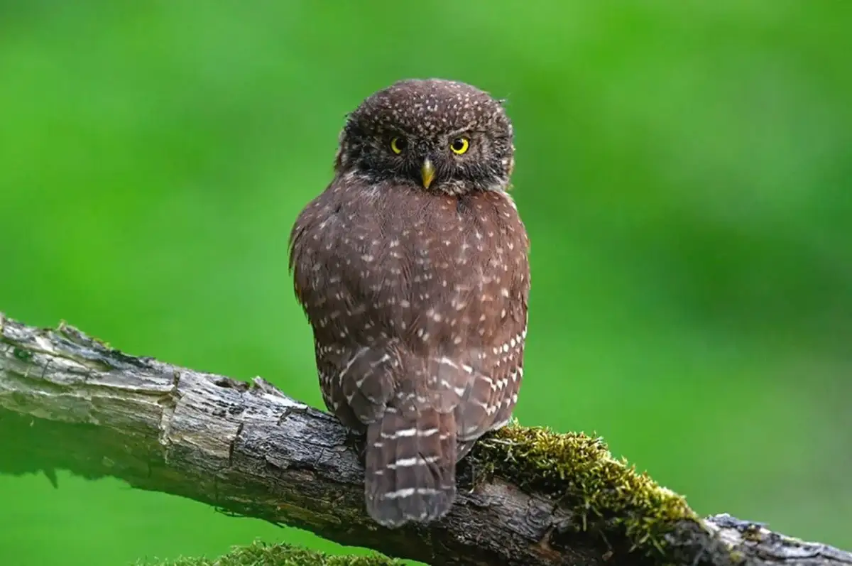 Dlaczego sowy polują nocą? Odkryj sekrety superzmysłów!