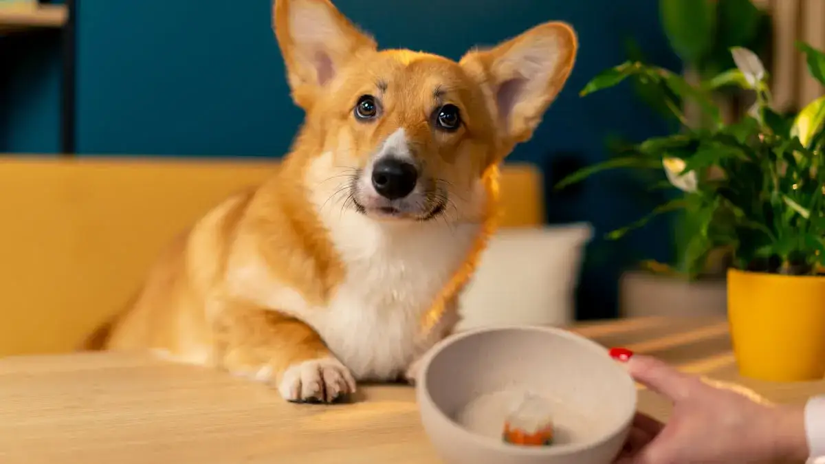 Żelatyna dla psa: bezpieczna? Korzyści, dawkowanie, toksyczne pułapki