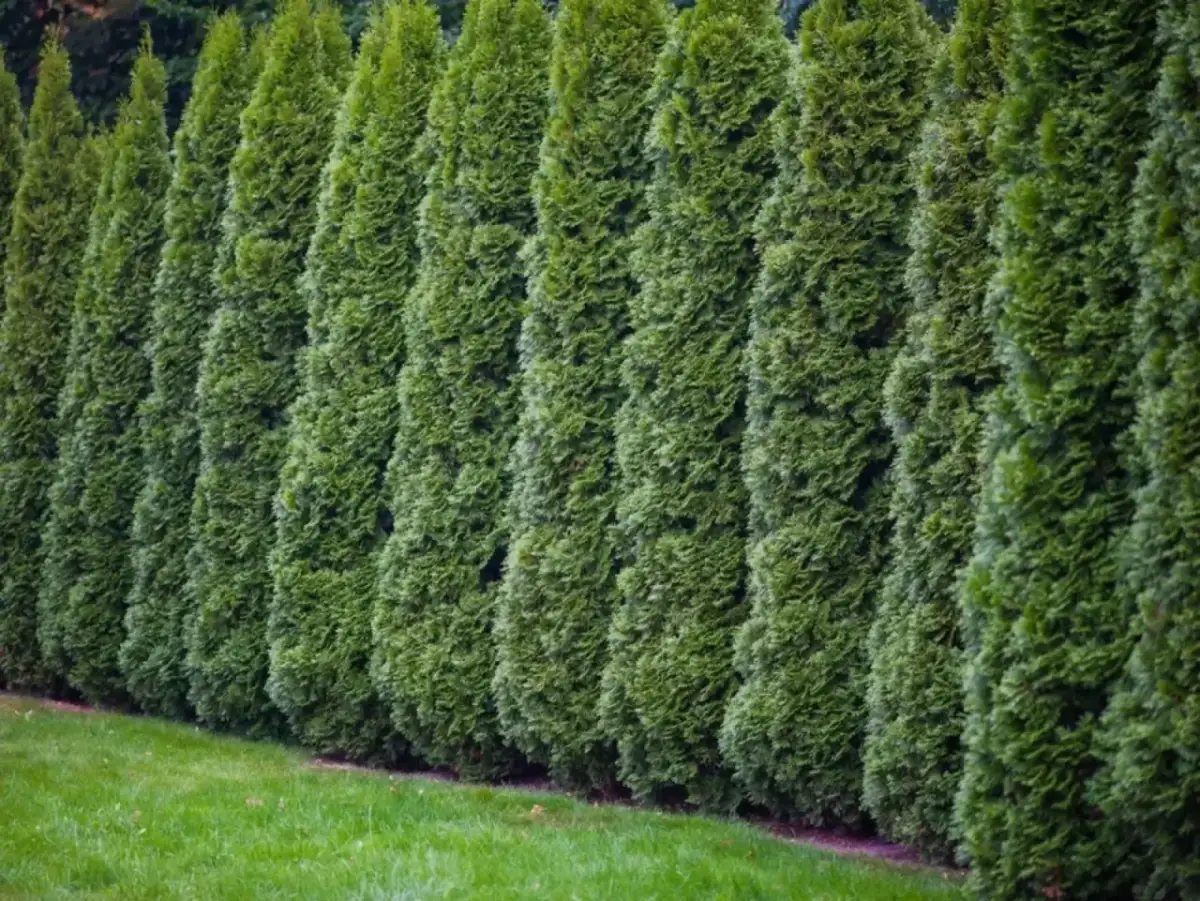 Tuje 'Szmaragd': Jaki rozstaw na gęsty żywopłot?