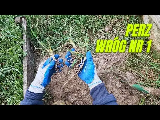 Jak skutecznie zwalczyć perz chwast i chronić swoje uprawy