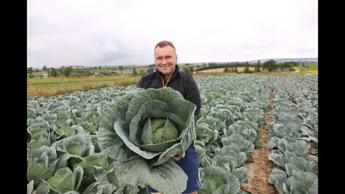 Jak uprawiać kapustę: sekrety zdrowych plonów i uniknięcie błędów