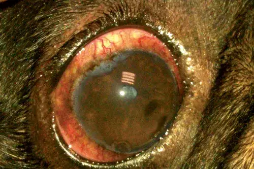 Objawy jaskry u psa: jak rozpoznać i uniknąć utraty wzroku