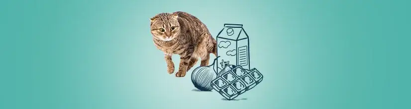 Czy koty mogą jeść chipsy? Toksyczny skład i co robić, gdy zje