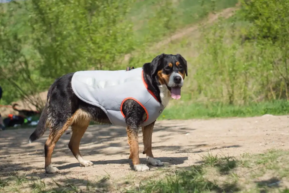 Jak zrobić kamizelkę antystresową dla psa? Proste DIY!