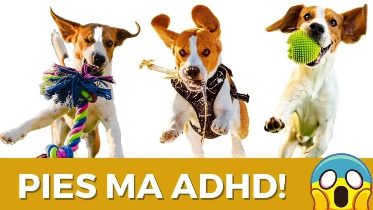 Jak wyciszyć szczeniaka - skuteczne metody na nadpobudliwość psa