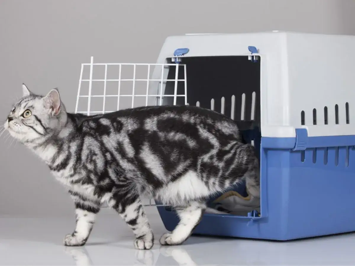 Duży transporter dla kota: Jaki wybrać? Praktyczny przewodnik