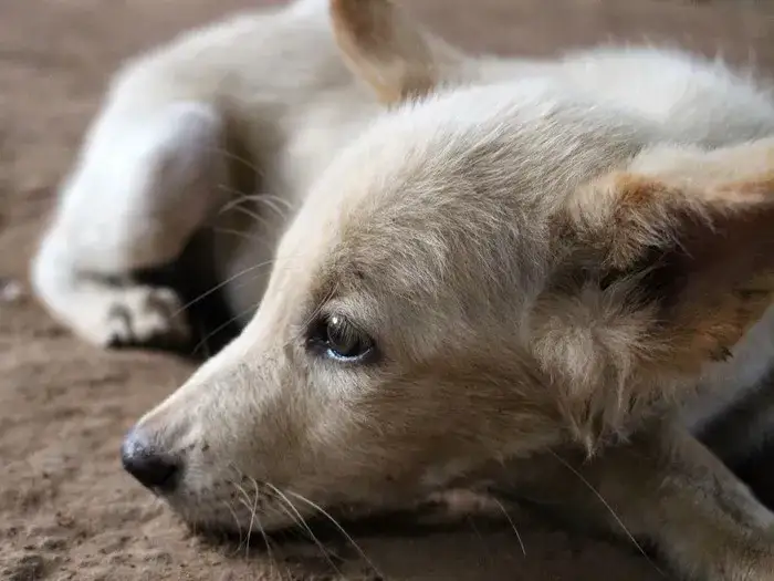 Jak szybko oddycha szczeniak? Poznaj normy i objawy nieprawidłowości