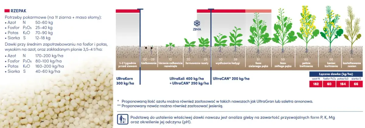 Jaki nawóz pod korzeń rzepaku? Odkryj skuteczne rozwiązania dla plonów