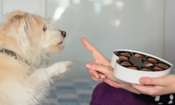 Czy psy mogą jeść białą czekoladę? Dowiedz się, jakie są zagrożenia