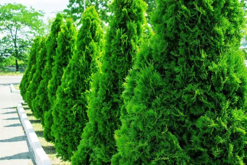 Jaki nawóz do tui na wiosnę, aby uniknąć brązowienia igieł?