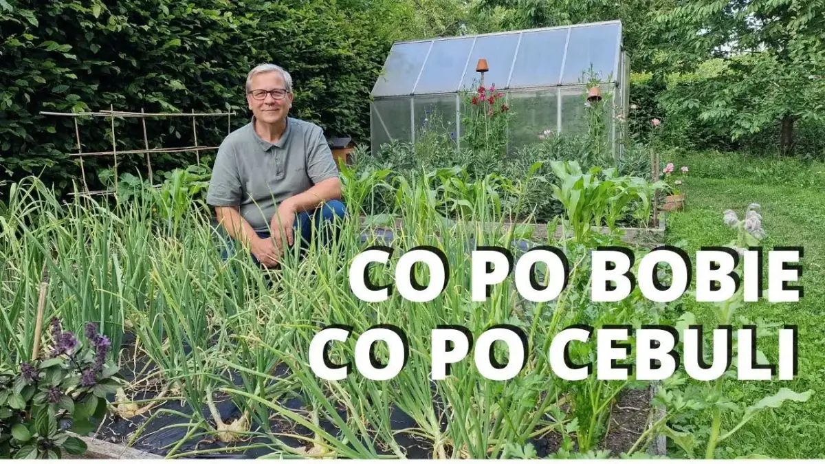 Co siać po bobie, aby maksymalizować plony i zdrowie gleby?