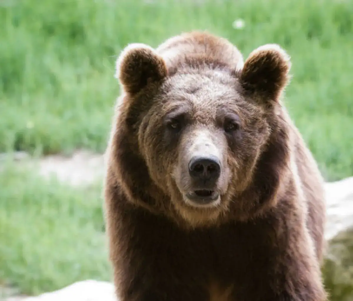 Czy w Bieszczadach jest bezpiecznie? Odkryj prawdziwe zagrożenia