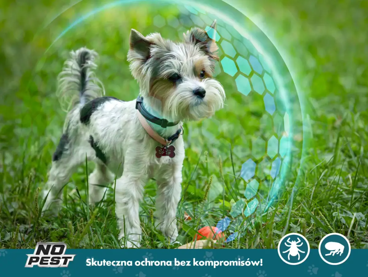 Najlepsza obroża na kleszcze - skuteczna ochrona dla Twojego pupila