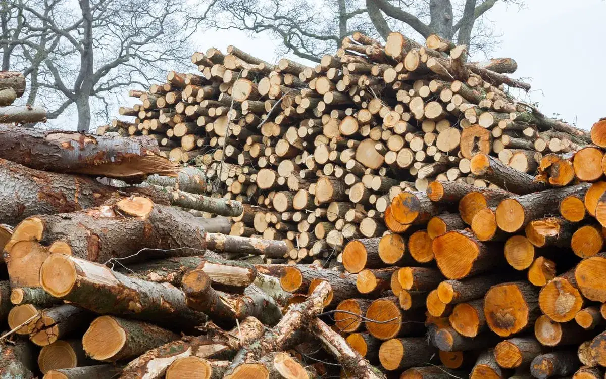 Czy można zbierać chrust w lesie? Sprawdź, jakie są przepisy i opłaty