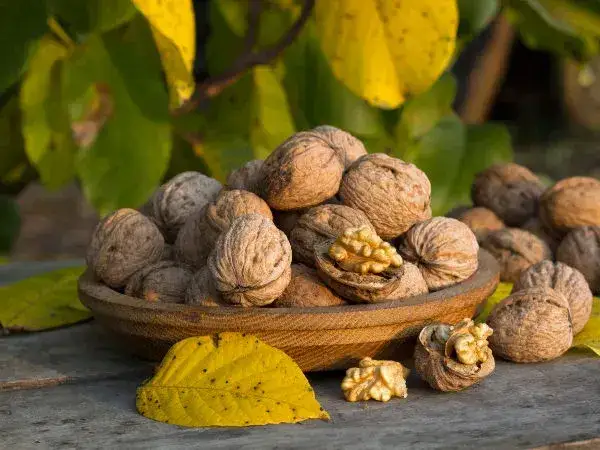 Czy liście z orzecha włoskiego nadają się na kompost? Poznaj ryzyko