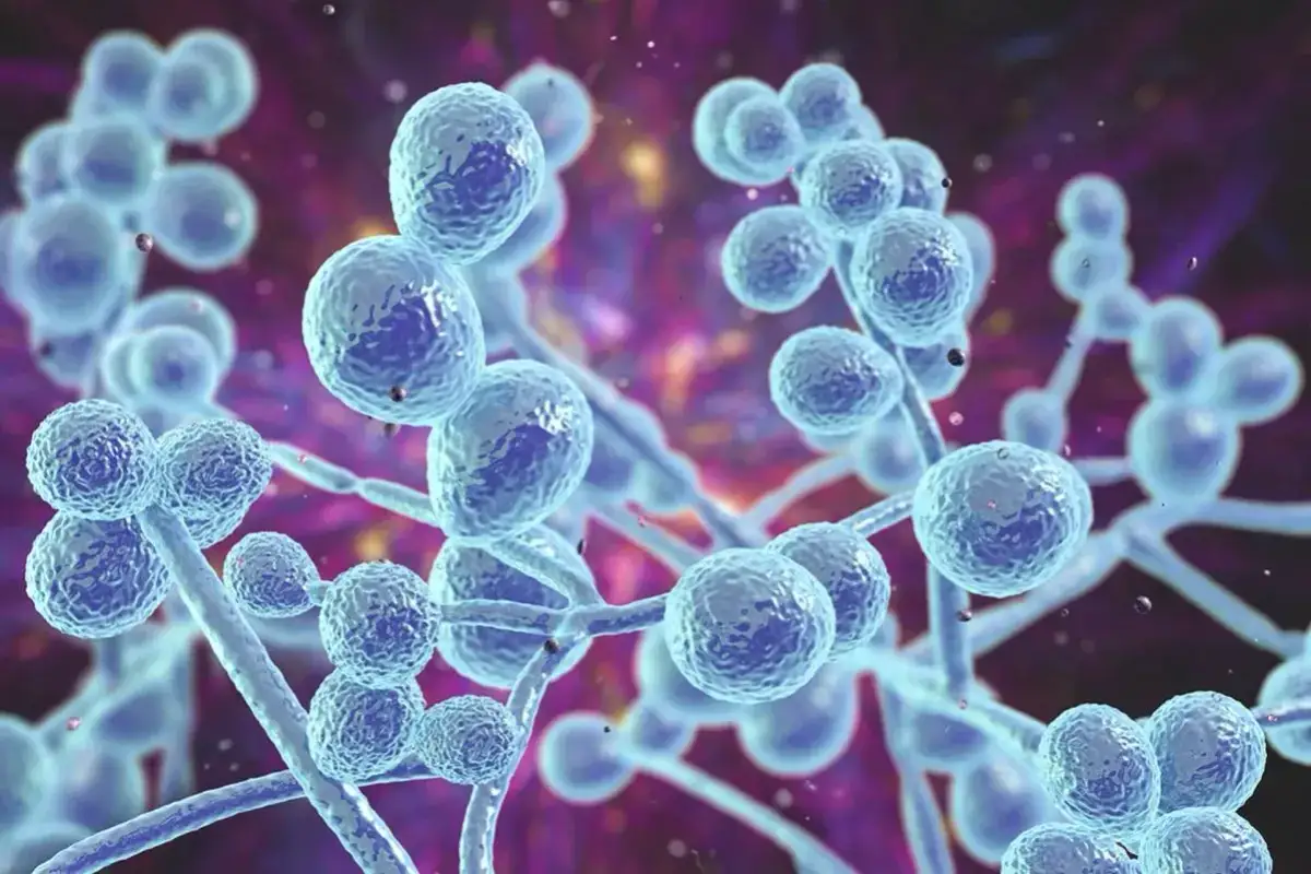 Kandydoza ogólnoustrojowa objawy: jak rozpoznać groźne symptomy