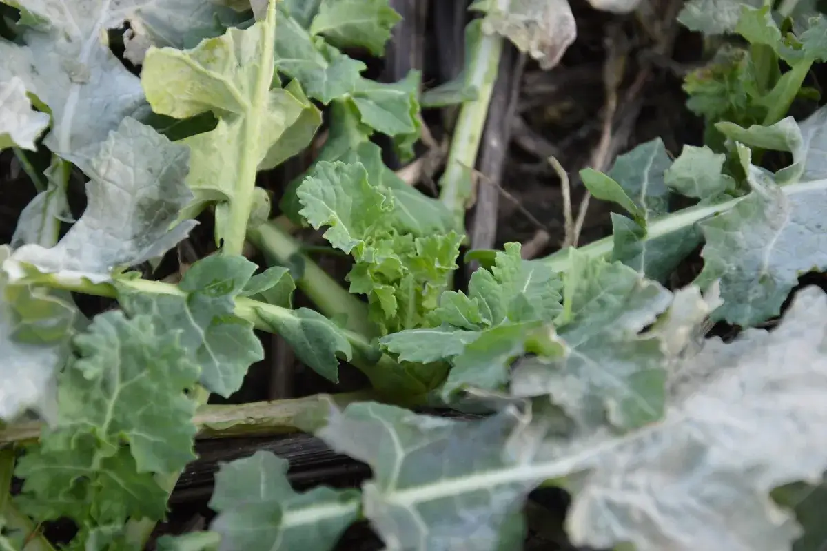 Jakie nawozy na rzepak wiosną? Kluczowe wskazówki dla lepszych plonów