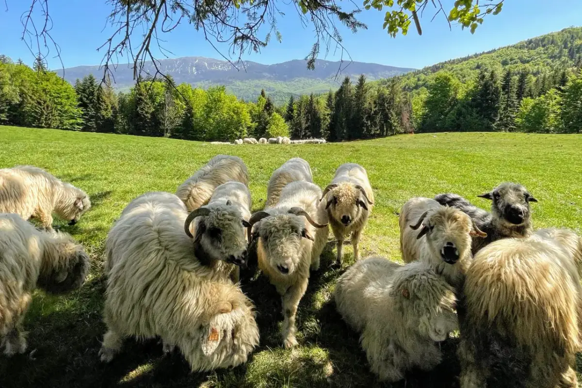 Hala Barankowa Zawoja: Twój przewodnik po serach, widokach i szlakach