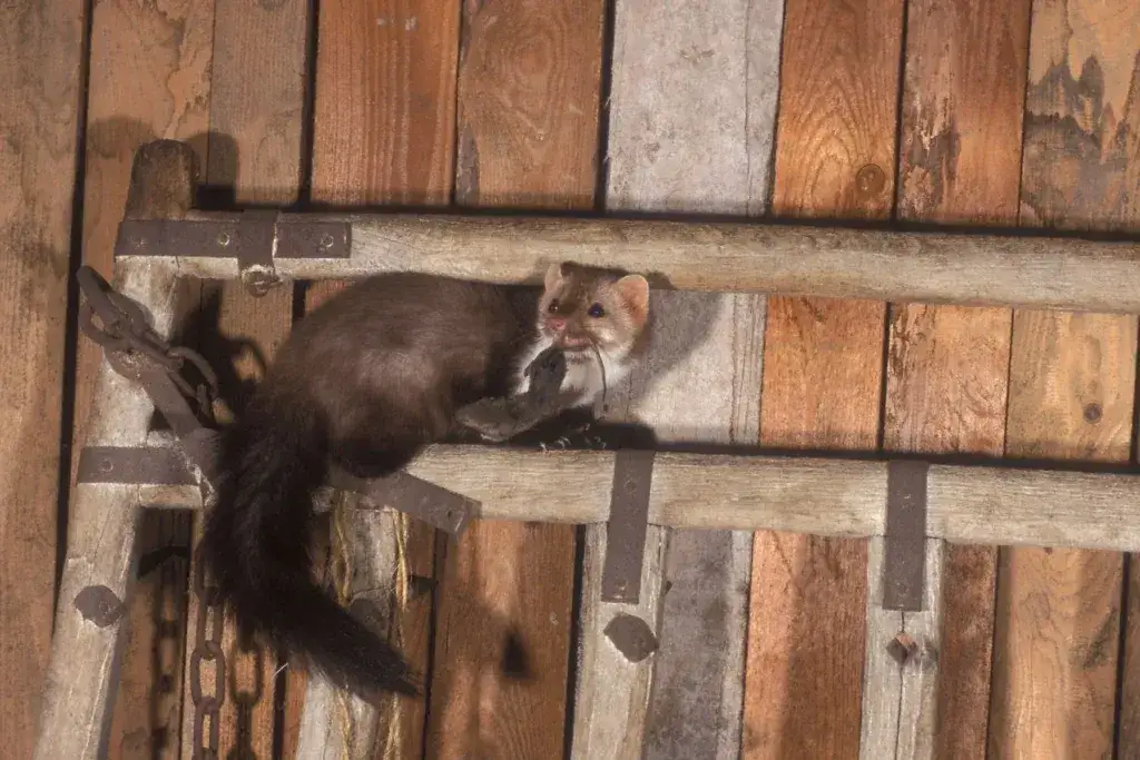 Jak złapać kunę na strychu – skuteczne metody i najlepsze przynęty