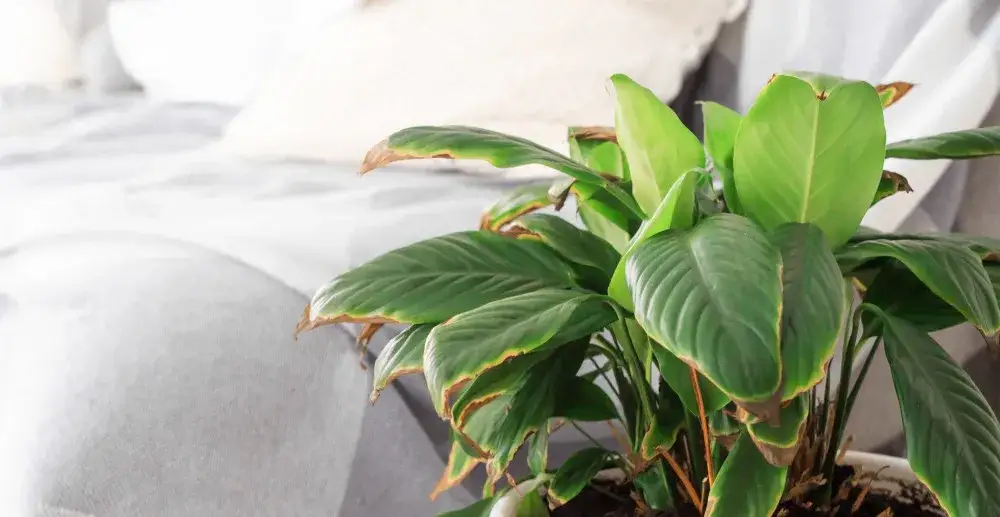 Rośliny w sypialni: które kwiaty zakłócają Twój sen?