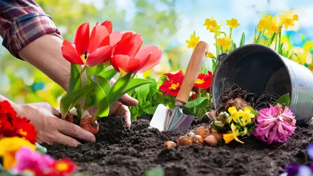 Jak uprawiać tulipany: kluczowe wskazówki, aby uniknąć błędów