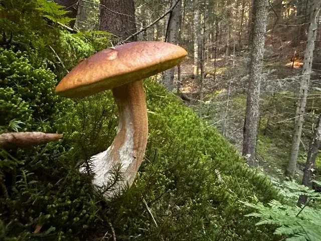 Gdzie na grzyby z noclegiem? Odkryj idealne miejsca na wypoczynek