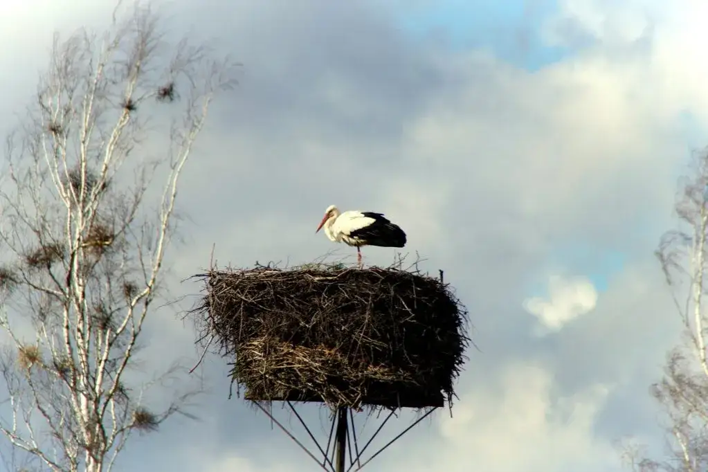 Bocian w gnieździe: symbolika, przesądy i prawda natury