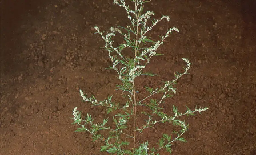 Bylica pospolita - groźny chwast zaskakujący swoje ofiary