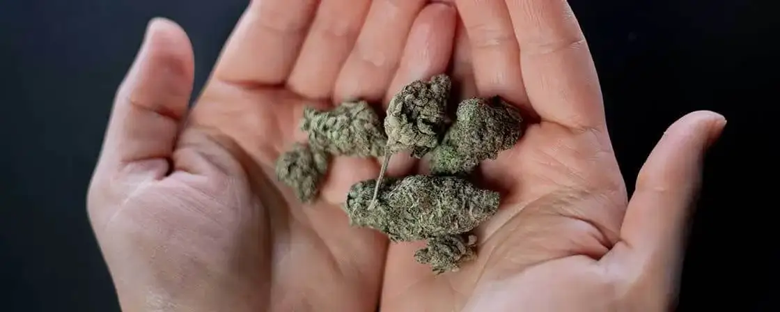 Czy można brać leki i palić marihuanę? Sprawdź ryzyko dla zdrowia