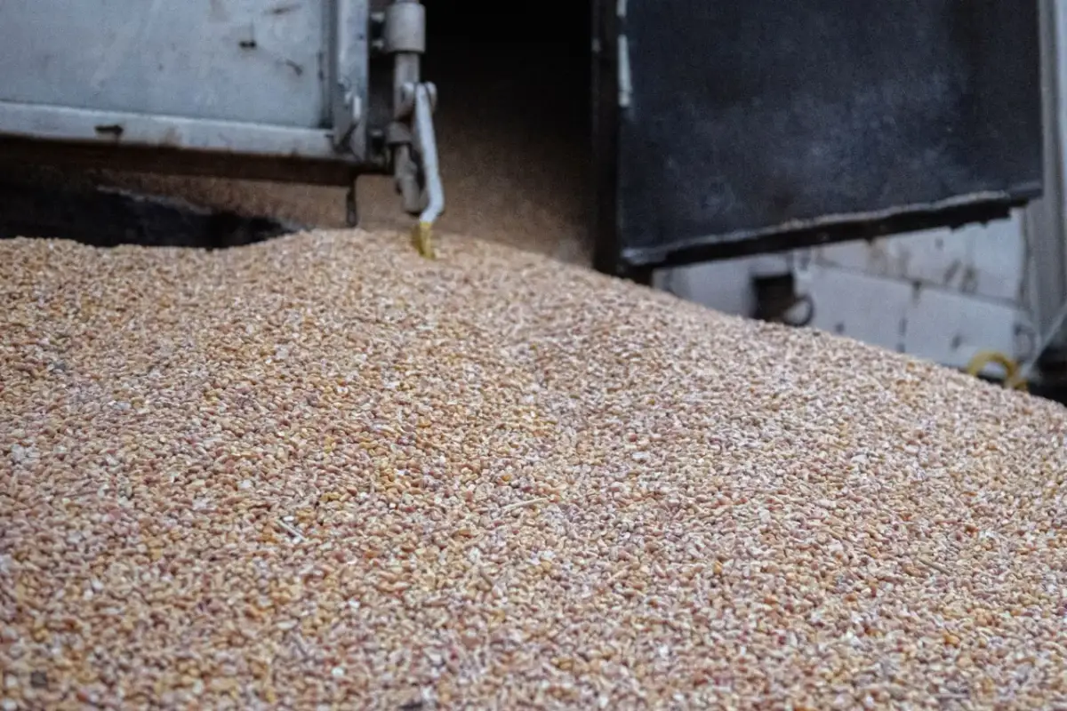 Dlaczego zboże z Ukrainy zalewa Polskę i co to oznacza dla rolników?