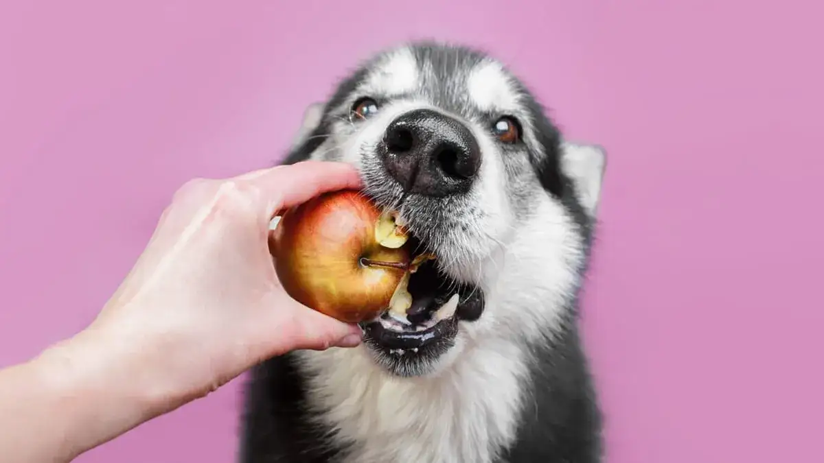 Czy pies może jeść jabłko ze skórką? Sprawdź, co musisz wiedzieć