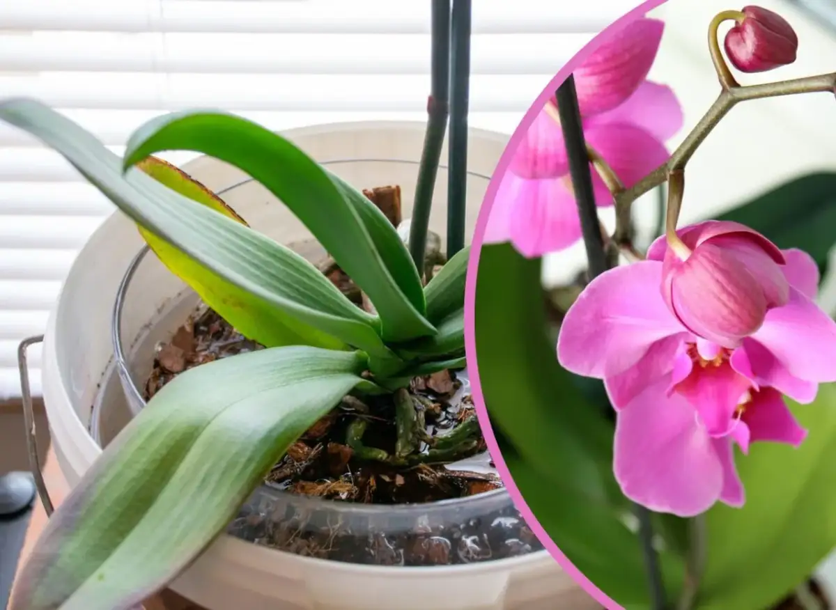Jak podlewać kwitnącego storczyka? Poradnik krok po kroku