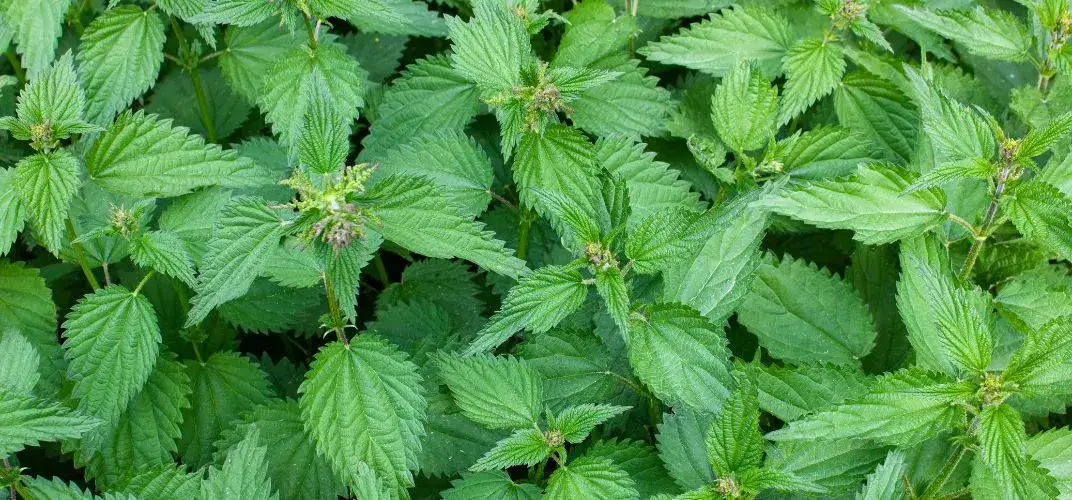 Nawóz z pokrzywy co zawiera: cenne składniki dla zdrowych roślin