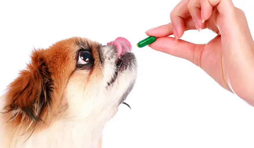 Czy można podawać psu witaminy dla ludzi? Ryzyko dla zdrowia pupila