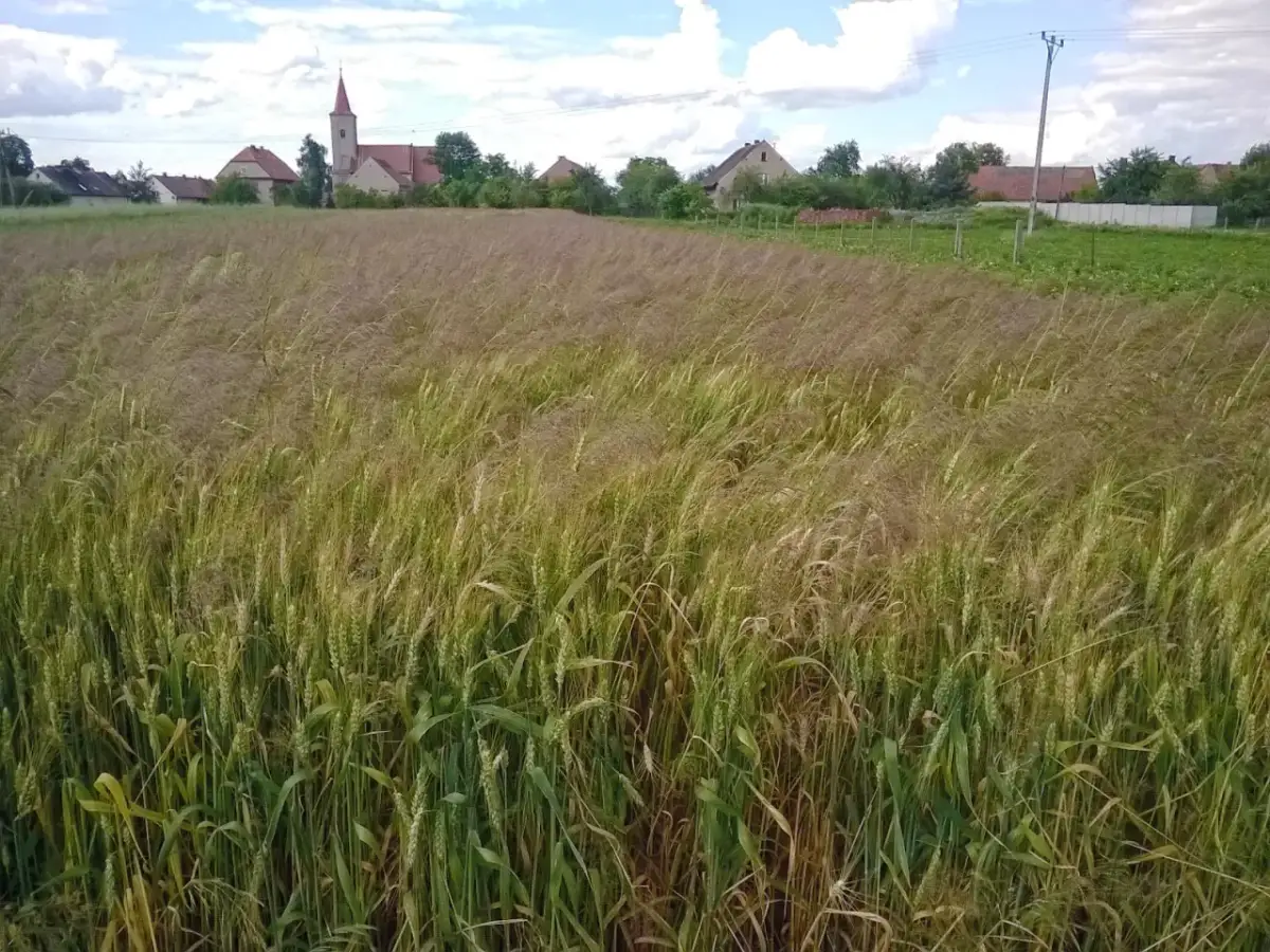 Jak wygląda miotła w zbożu? Poznaj jej cechy i skutki dla plonów