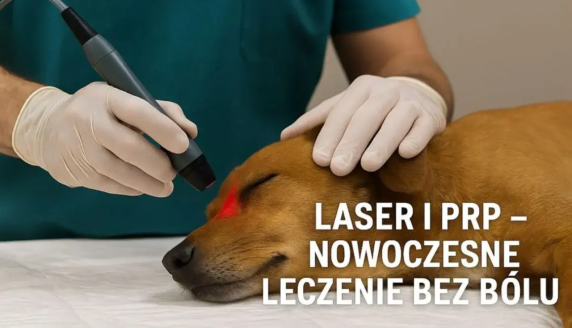 Co robi weterynarz i jak dba o zdrowie Twojego zwierzęcia?