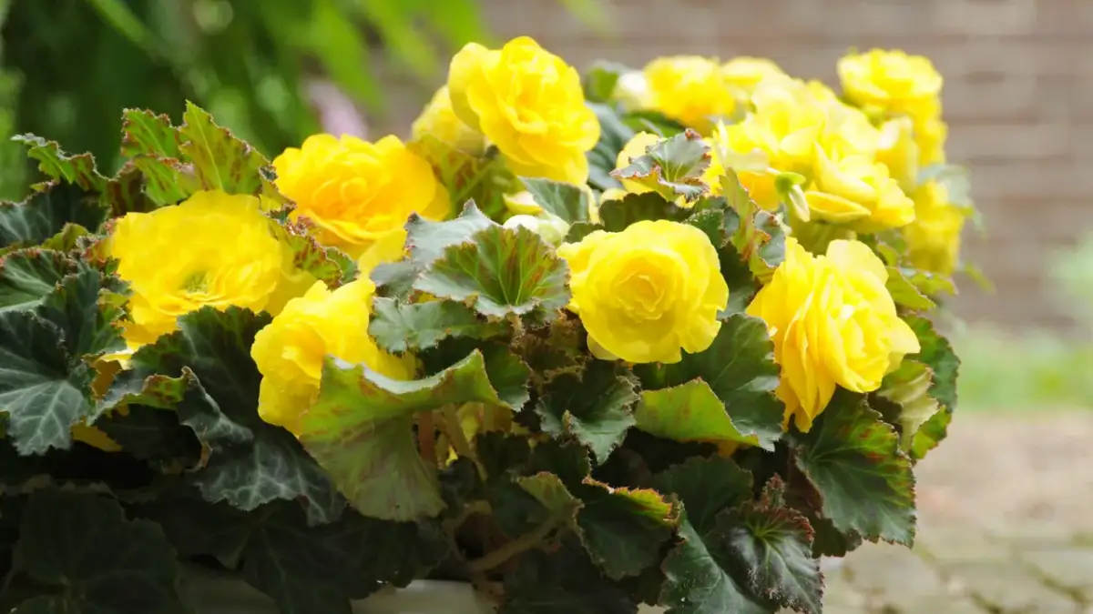 Jak sadzić begonie: proste kroki dla zdrowych i pięknych roślin